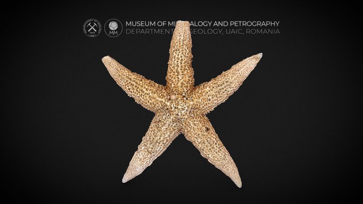 Starfish NEW (Apeirophobia) - Download Free 3D model by cthulhu903  (@cthulhu903) [1d153ec]