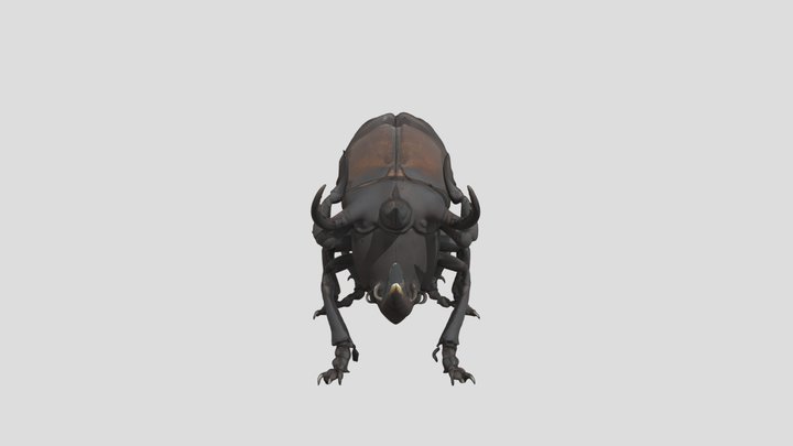 Rhinoceros Beetle