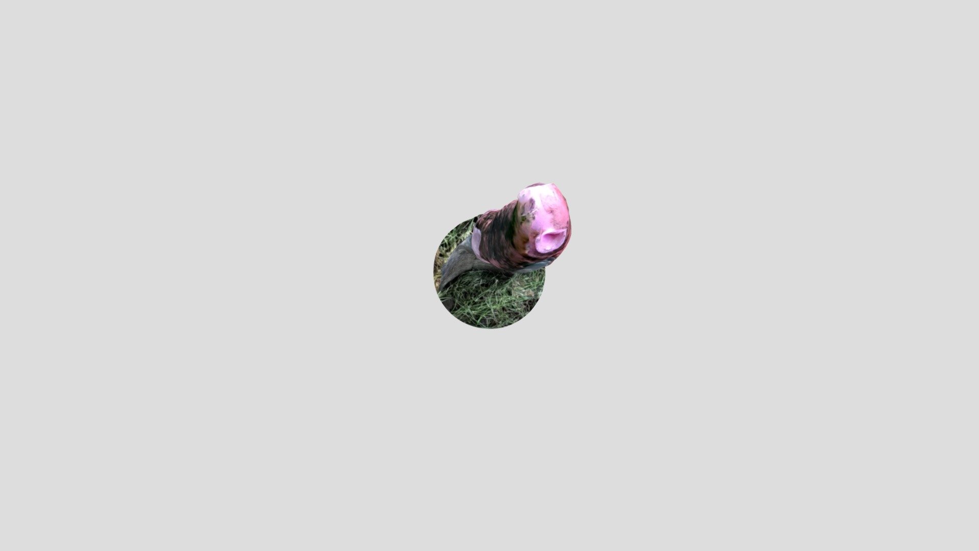 gardening shovel in the ground