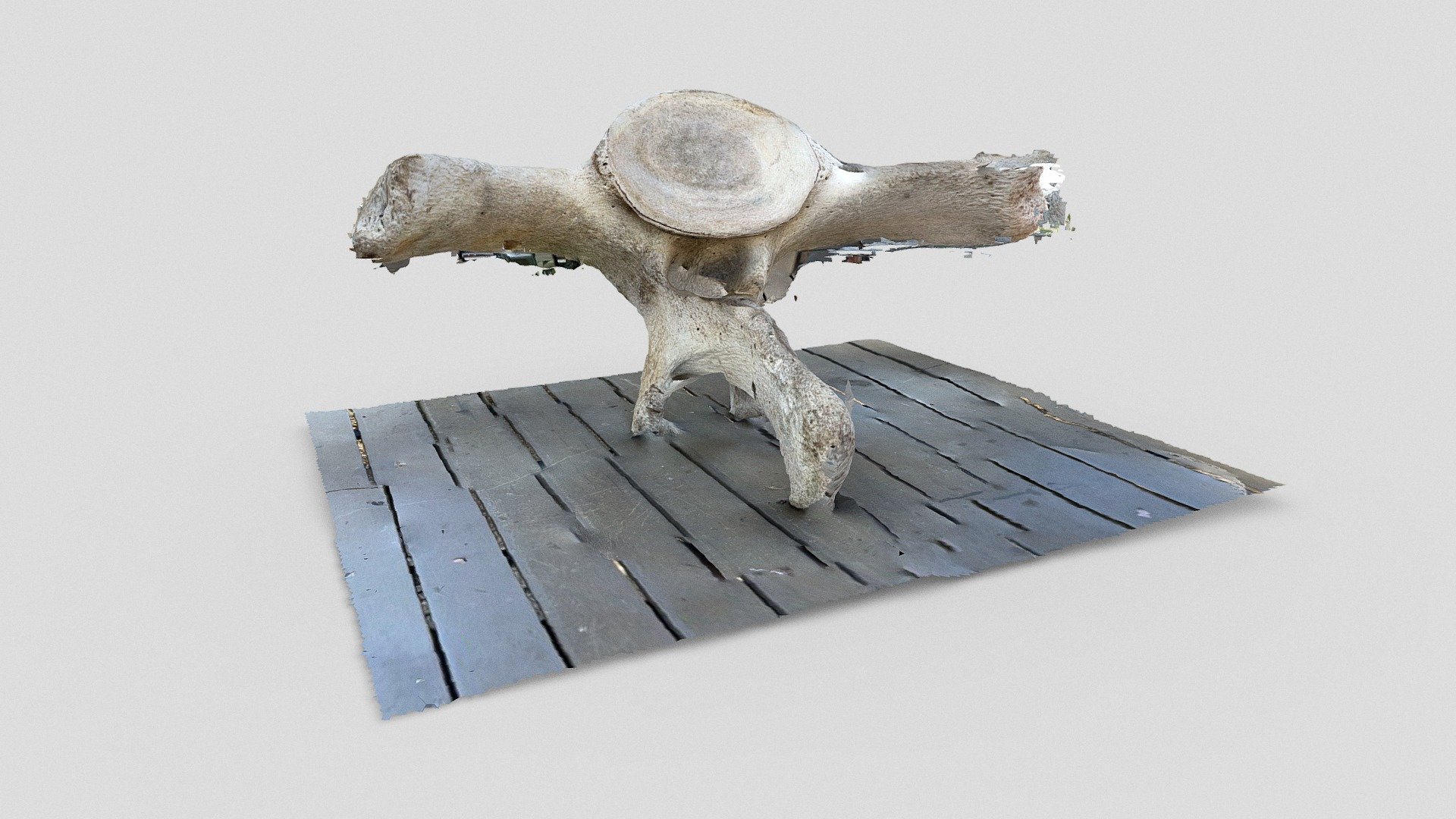 Day 56: Whale vertebrae - 1scanaday
