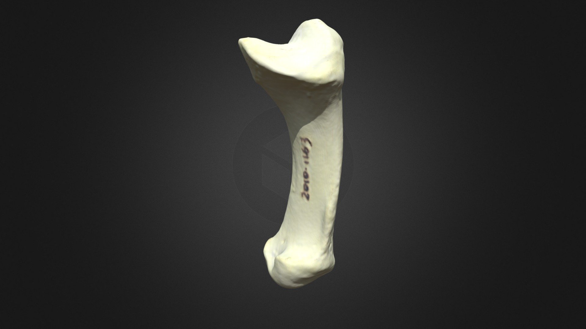 G. gorilla gorilla, metacarpus 1 (left forelimb) - 3D model by Museu de ...