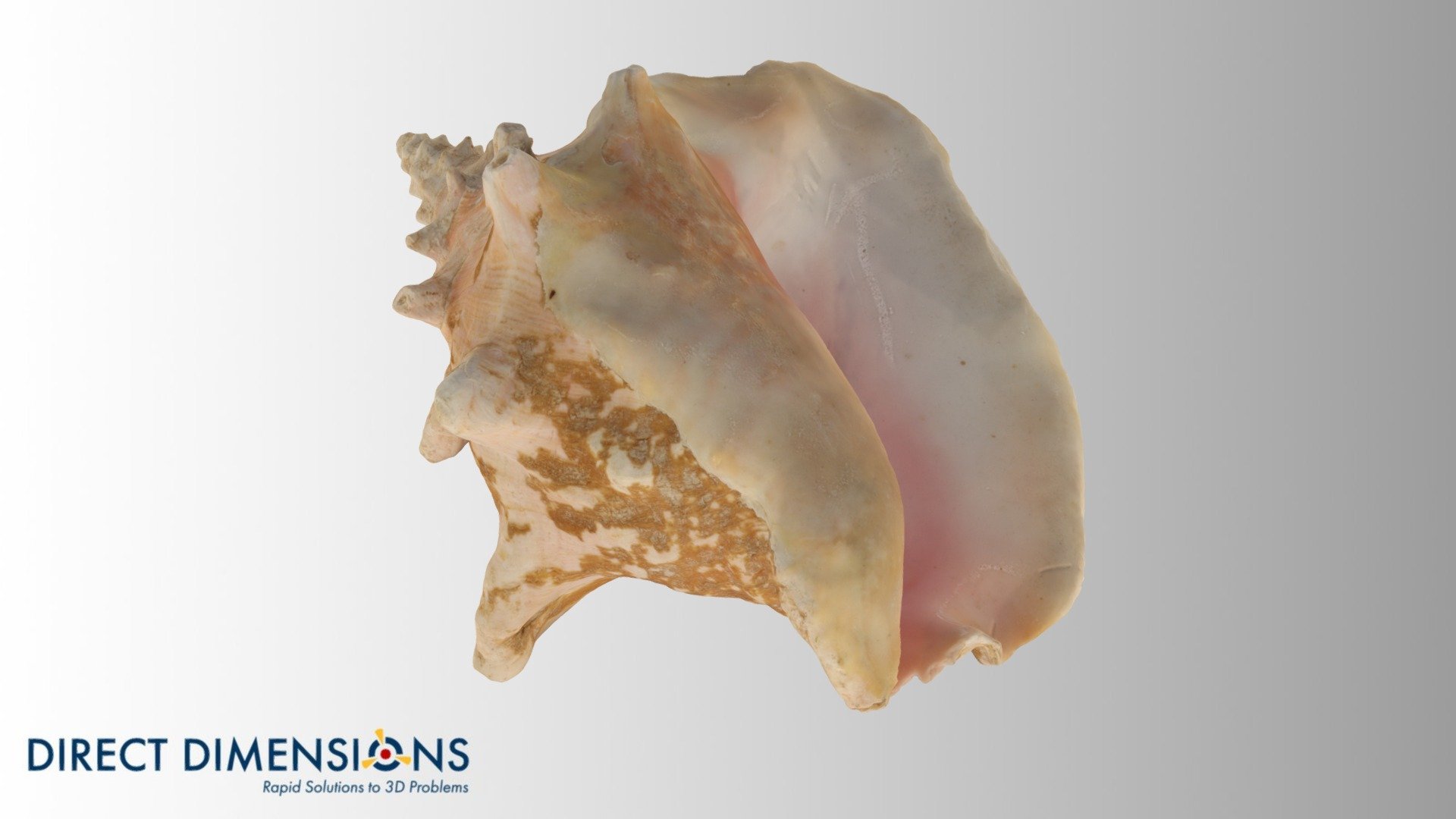 Conch Shell 3D Model By Direct Dimensions Dirdim Eb2b51f Sketchfab 38761171e0a347029e538b020620ad30