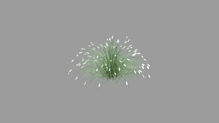 Spring Fountain Grass 3D Model