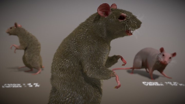 Rat Rigged PBR real-time Fur. 3D Model