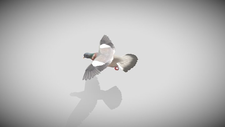 Realistic Animated Wood Pigeon 3D Model