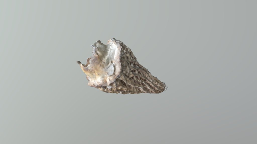 Special Mushroom