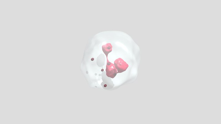 Neutrophil 3D Model