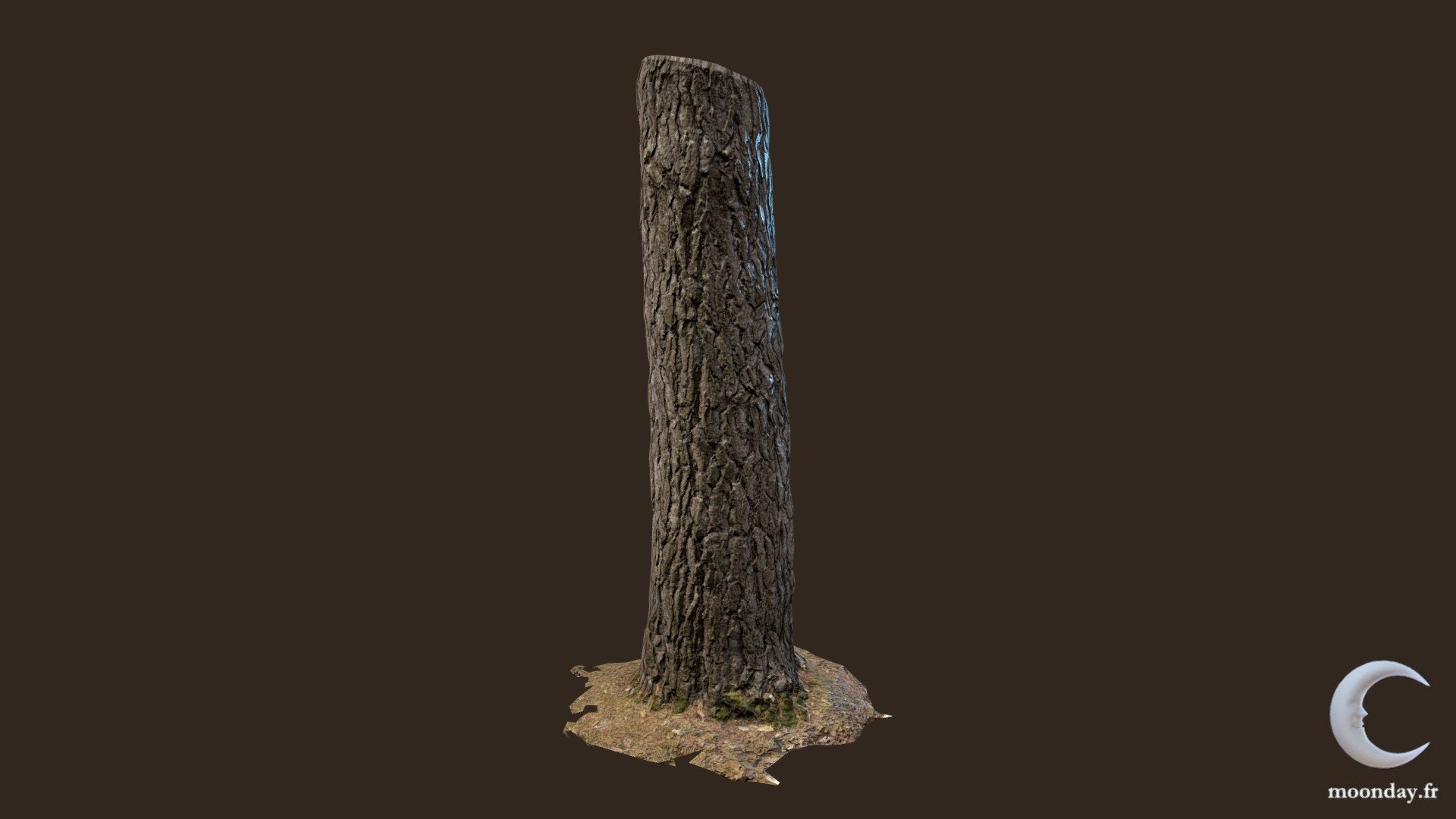 3D scanned Tree trunk 06