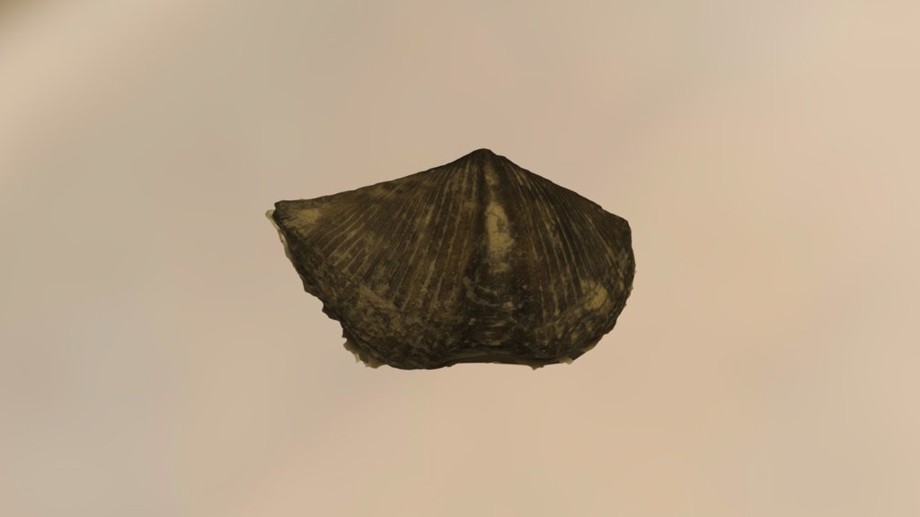 Brachiopod 4