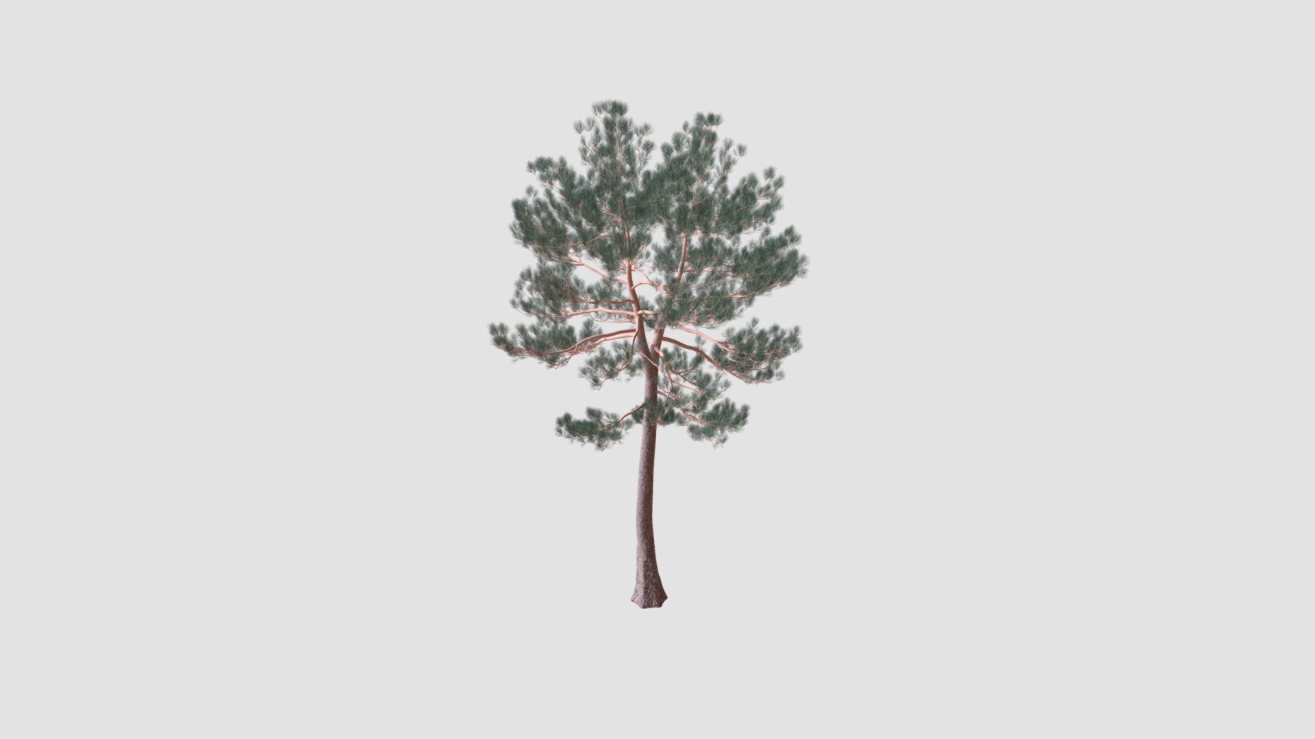 tree - Buy Royalty Free 3D model by Evermotion [eb497e3] - Sketchfab Store