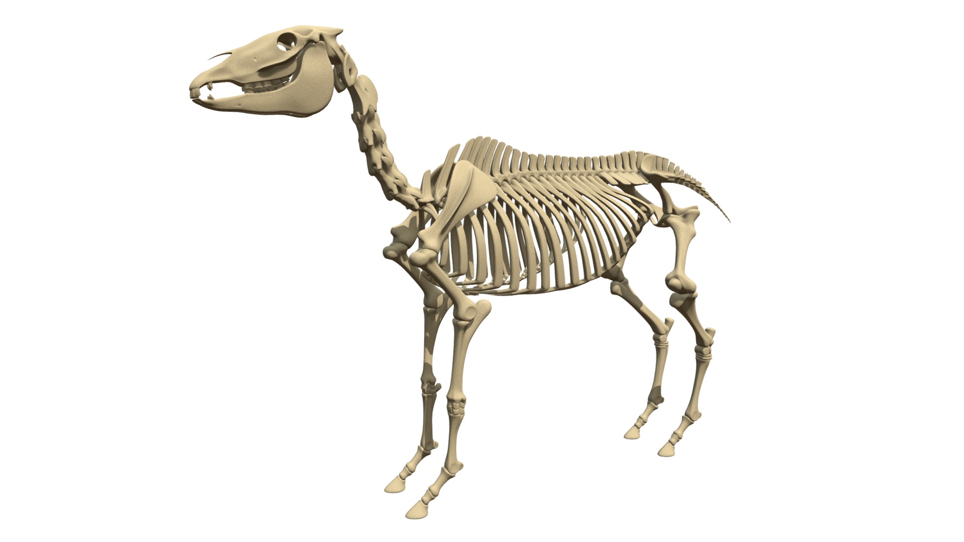 3D model Horse Skeleton - This is a 3D model of the Horse Skeleton. The 3D model is about a skeleton of a dinosaur.