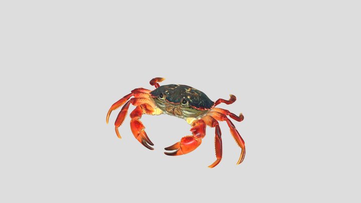 Crab 3d model free