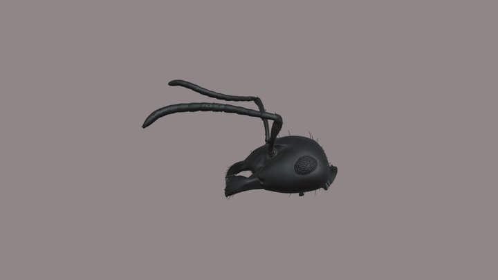 Wood Ant (Formica rufa) head
