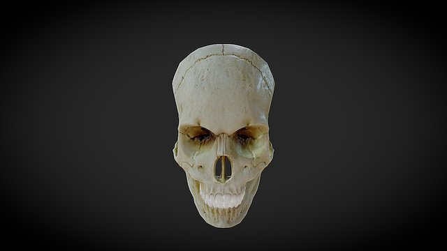 female skull 3D Model