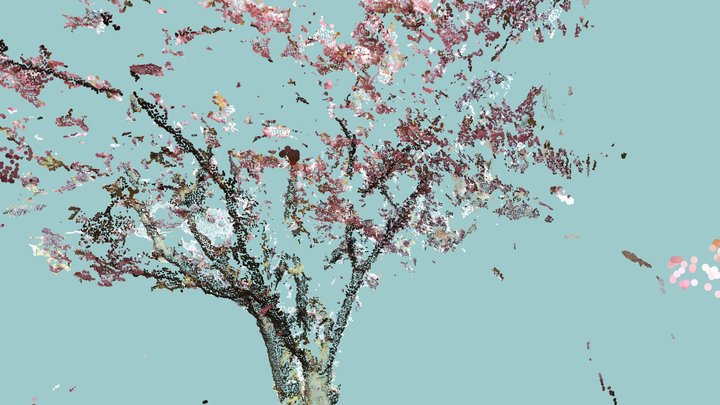 Two trees blossom 3D Model