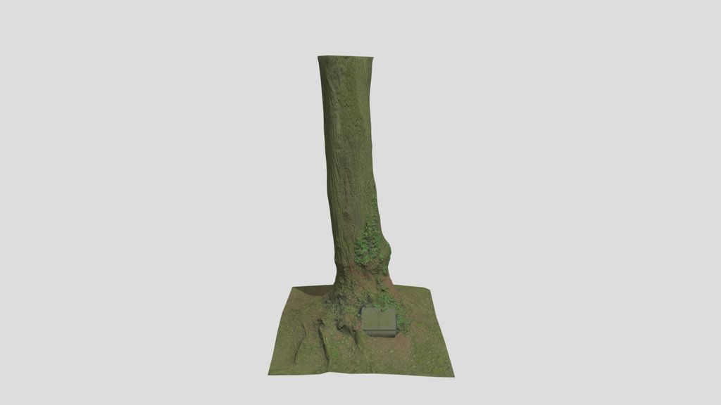 Huge Oak Tree With Gravestone Pbr Scan