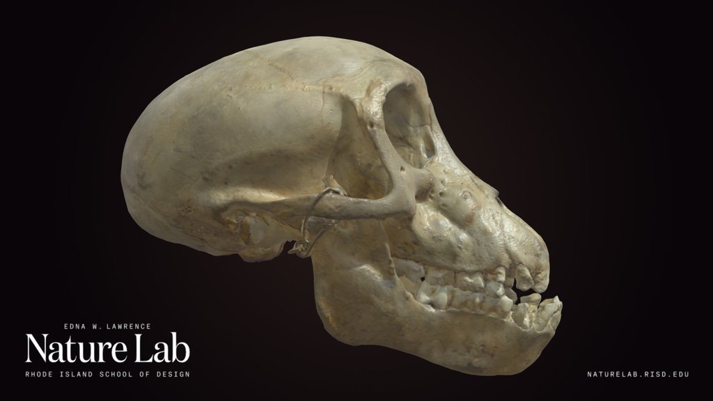 Chacma Baboon Skull