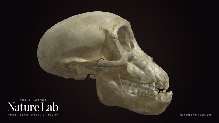 Chacma Baboon Skull