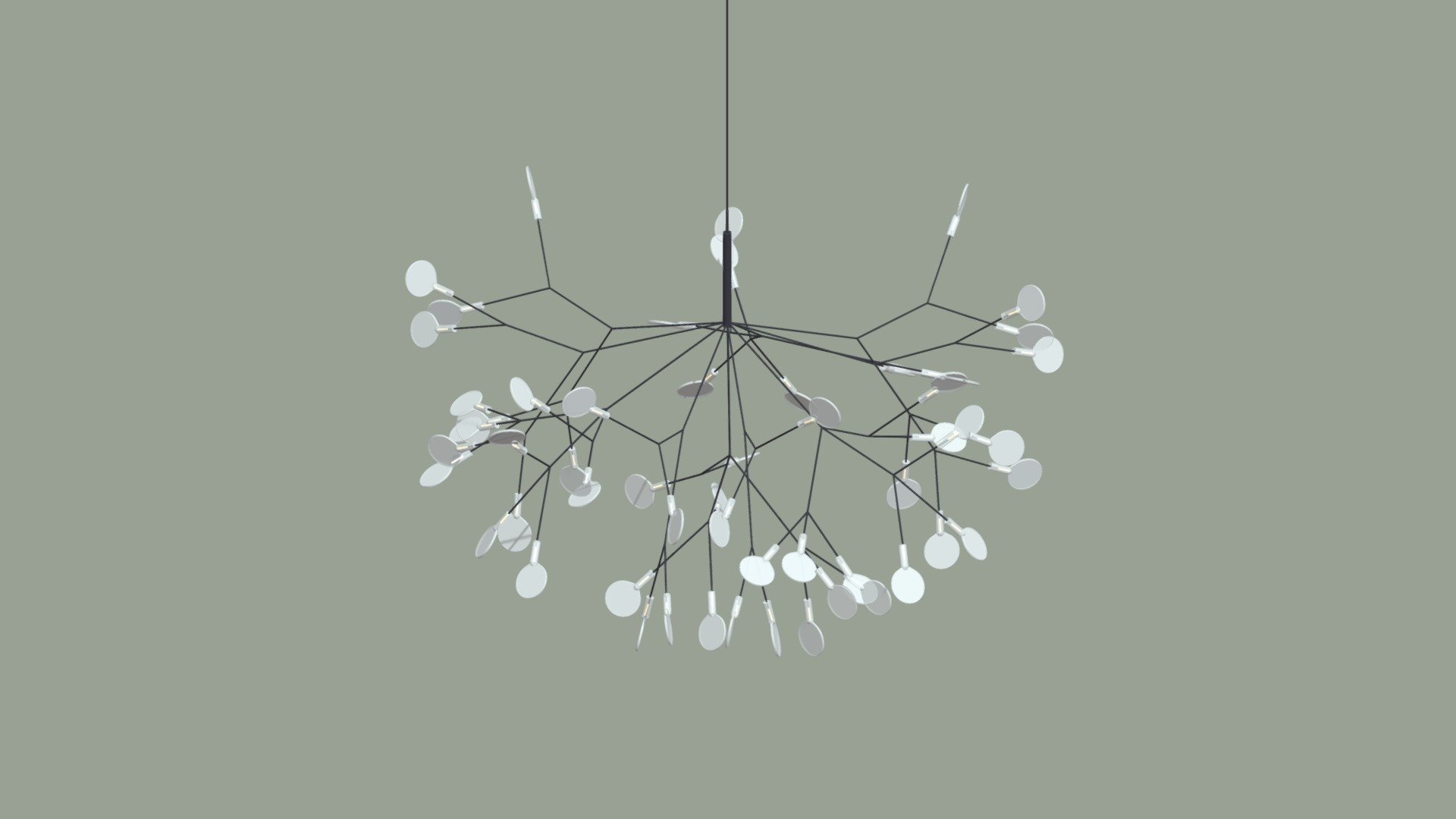 Heracleum (without light)