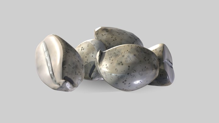 Tiger Cowrie Sea Shells 3D Model
