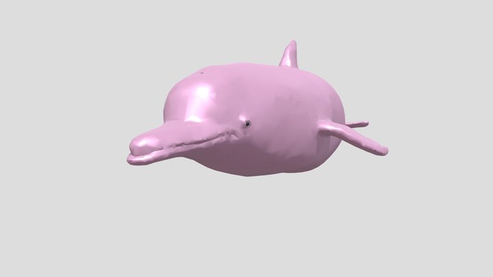 Amazon River Dolphin 3D Model