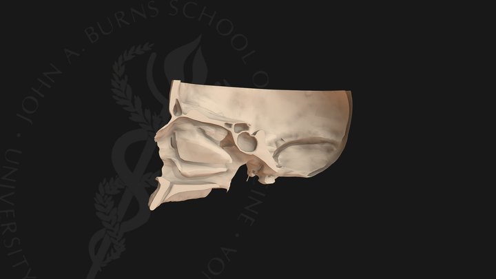 Nasal Conchae & Sinuses 3D Model