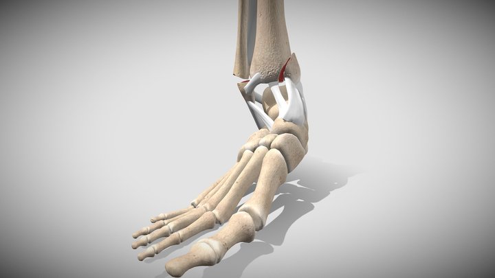 SAD Forsketchfab 1419 3D Model