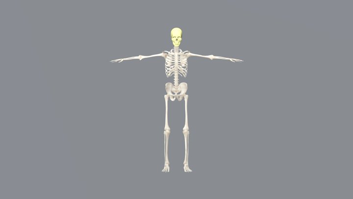 Esqueleto 3D Model