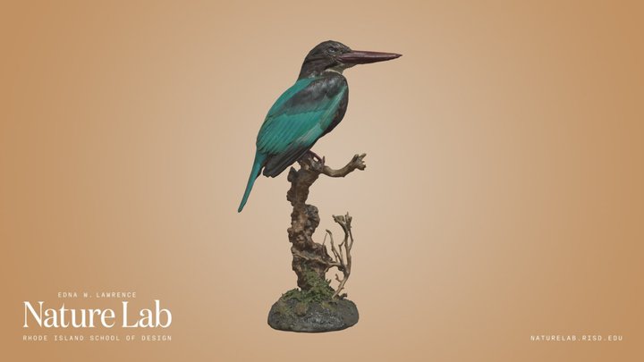 Hunting Kingfisher xxl-Lentikular Wackelkarte jagender Eisvogel 