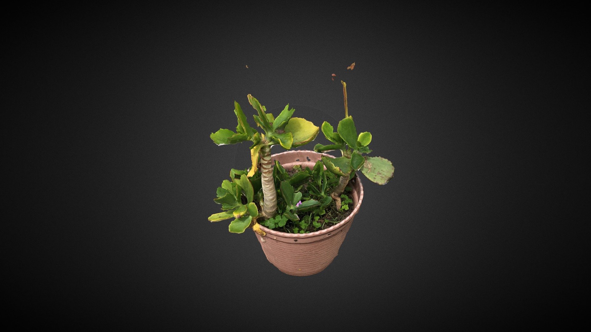 Flower in pot, Moursica - Portugal