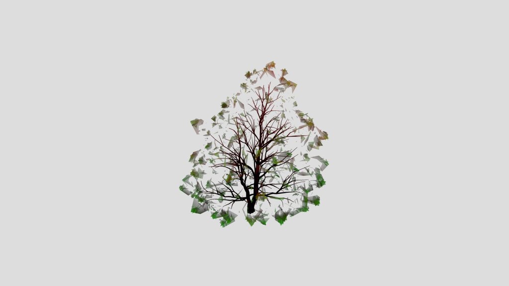 Black Alder Elder