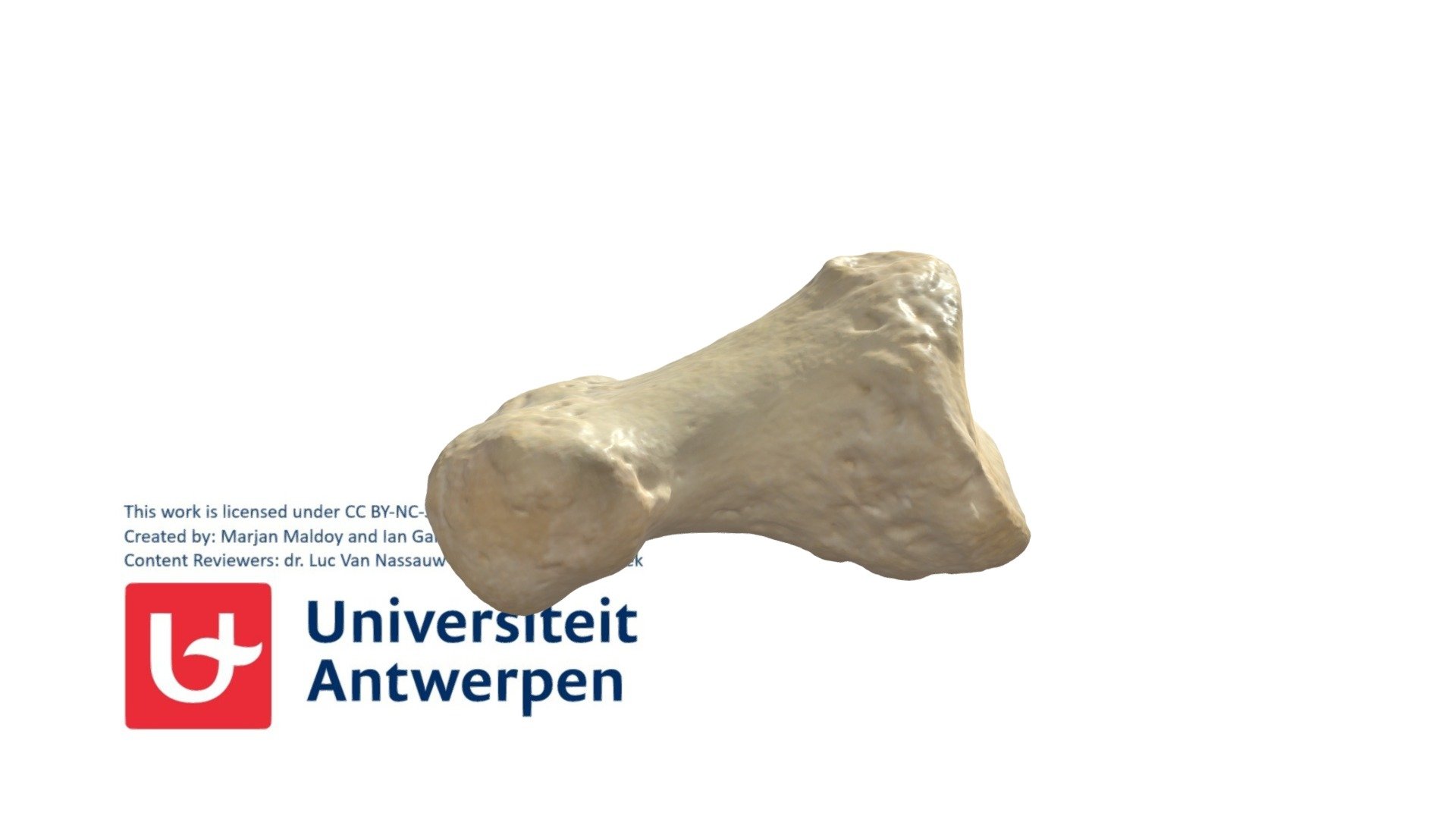 Rechter Phalanx Media Iii Met Annotaties 3d Model By Universiteit Antwerpen Marjanmaldoy 5778