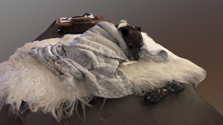 Greyhound on the couch 3D Model