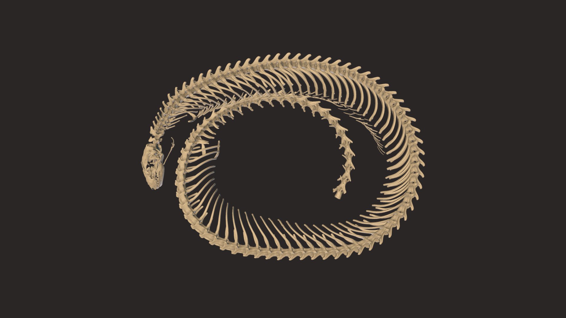 Western Forest Feylinia Skink Skeleton - 3D model by Blackburn Lab ...