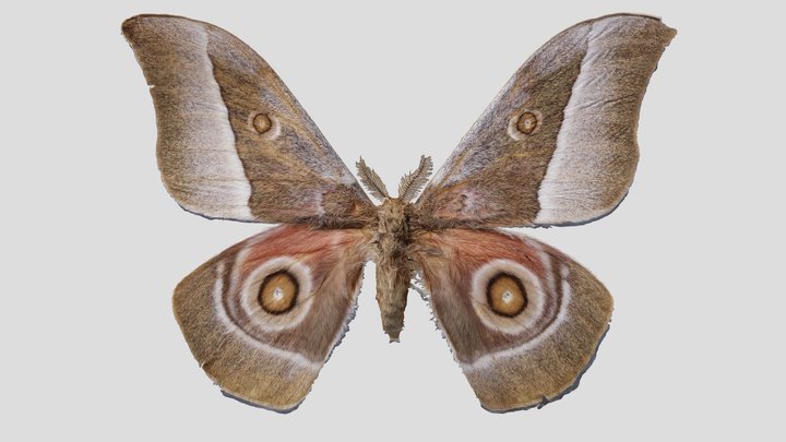 YPM ENT.403390 Moth, Gonimbrasia zambesina – Kostenloses 3D-Modell STL
