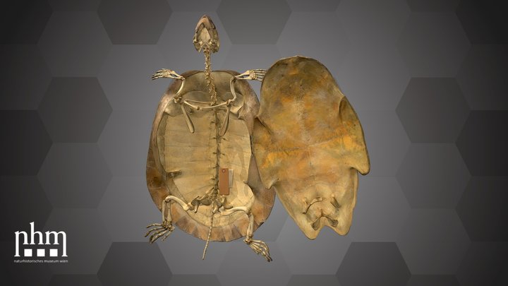 Arrau Turtle Skeleton (NHMW-ZOO-HS-1904) – Free 3D Model STL