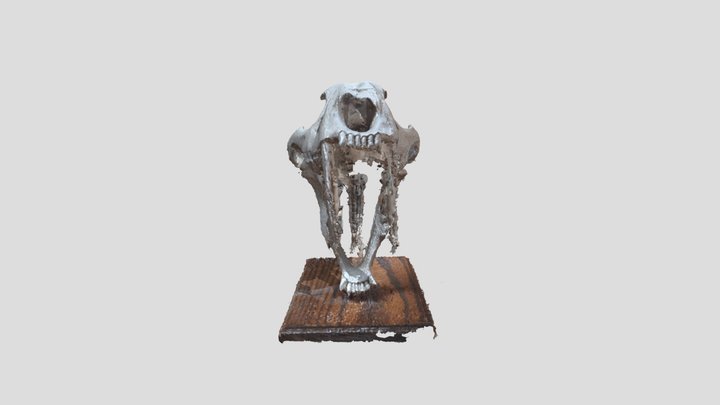 Saber Tooth Skull 2 3D Model