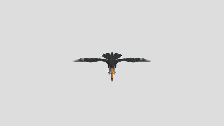Toucan Bird 3D Model
