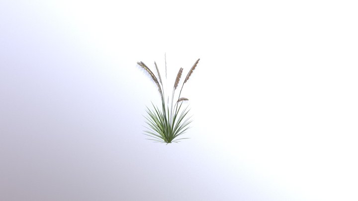 Indian Grass New V3 3D Model