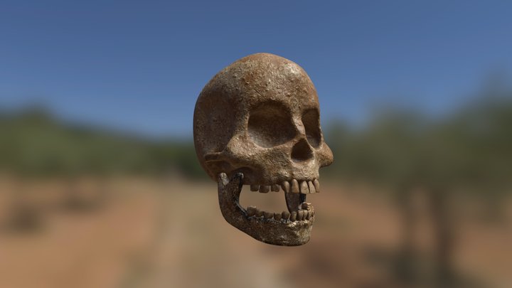 skull 3D Model