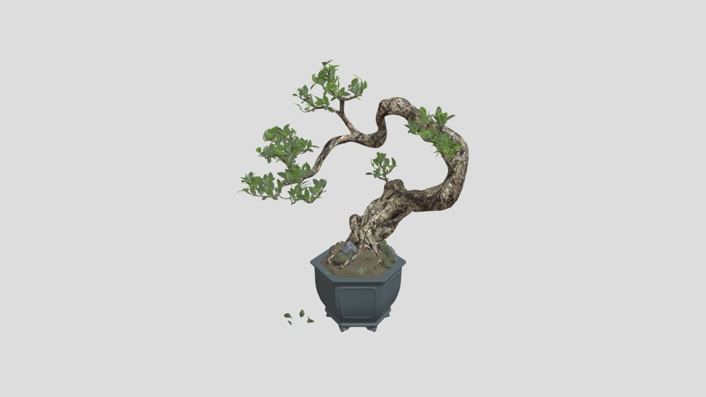 Hybrid Ficus Bonsai Tree