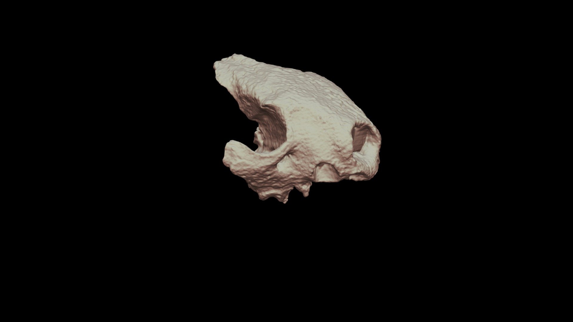Grisonodon lyncodonoides (53-III-19-6)