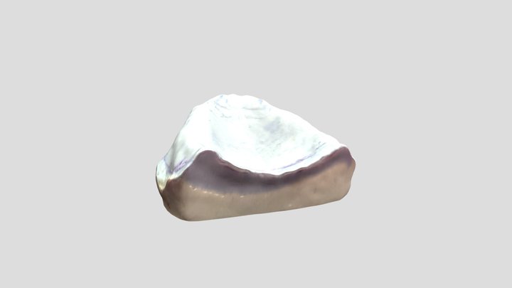 Complete Denture Upper Cast Scan 3D Model