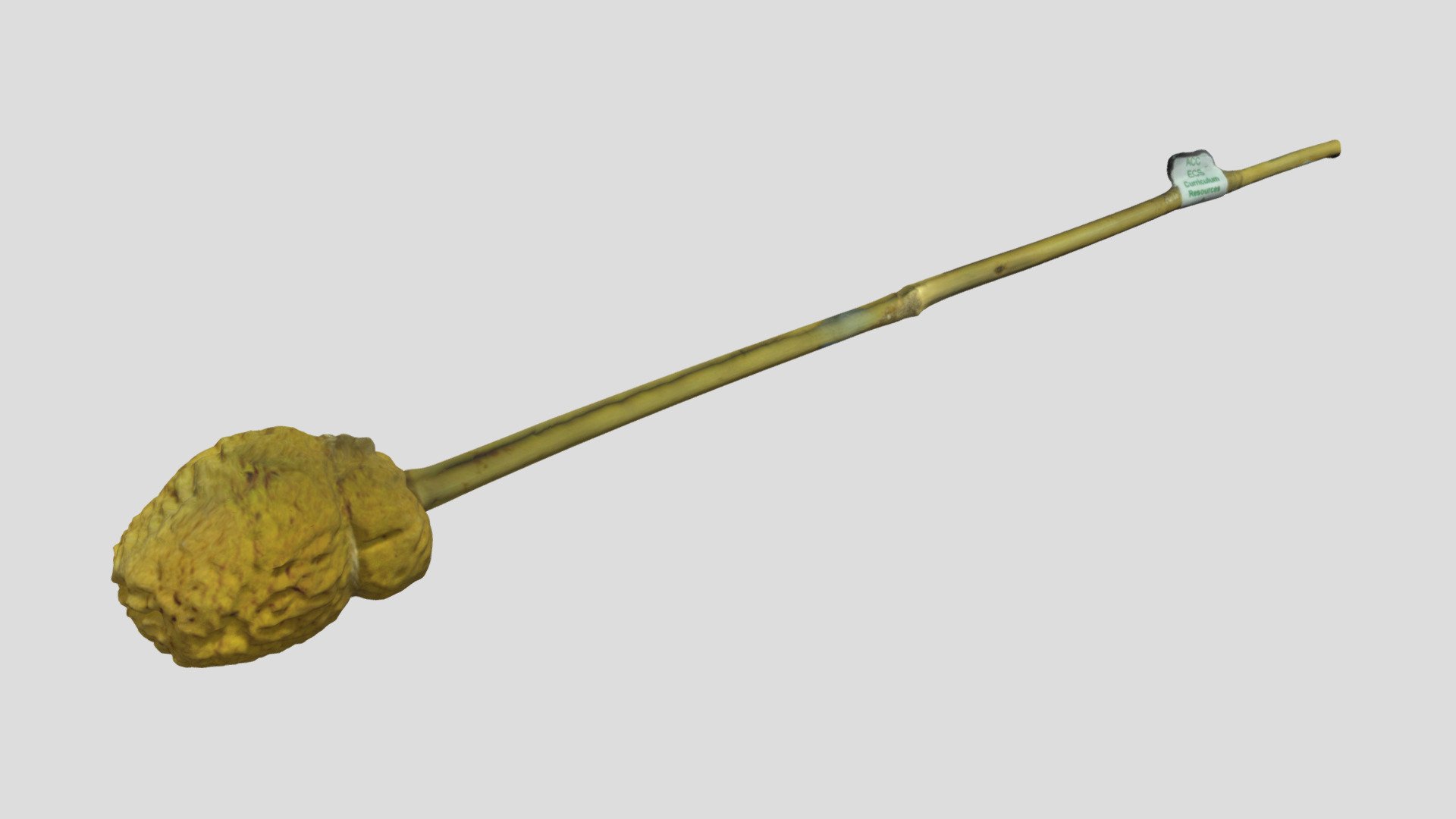Sponge on a stick 3D model by Aberdeen City Libraries