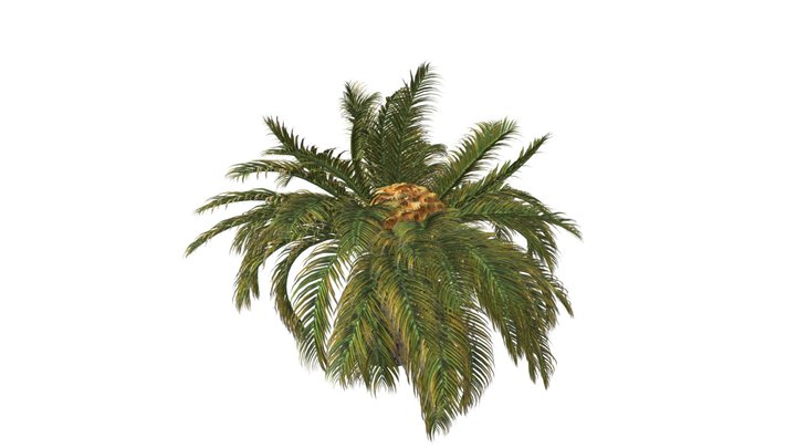 Sago Palm Tree #03 3D Model