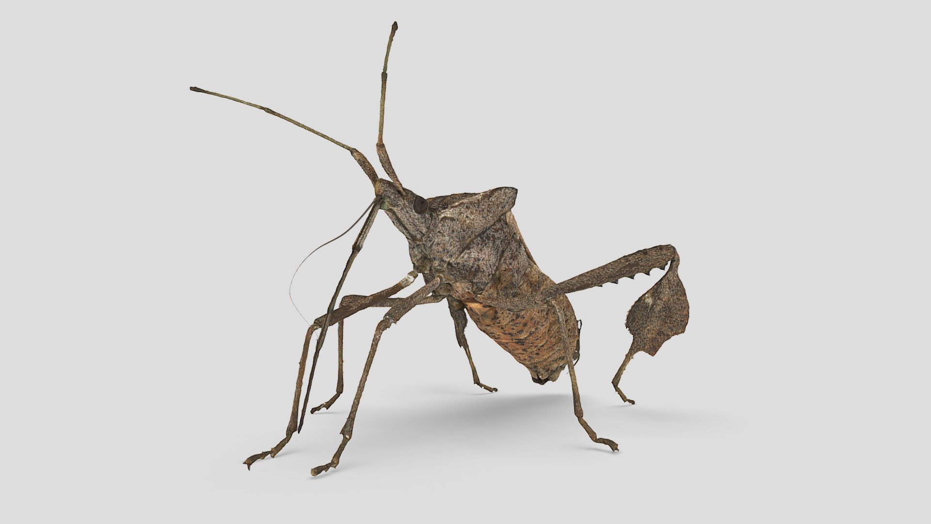 Leptopglossus zonatus