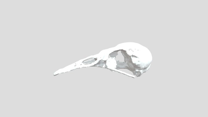 Blackbird (Turdus merula) - Printable Cranium 3D Model