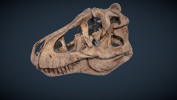 Yet Another Rex skull 3D Model