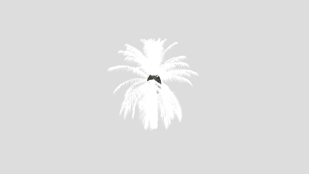 Dactylifera Palm Tree