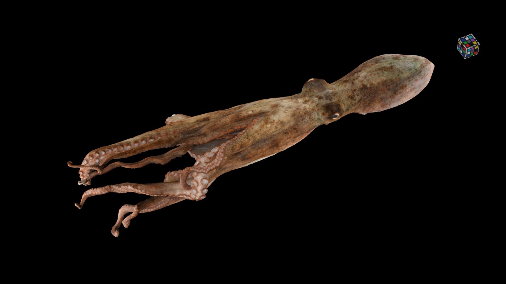 マダコ Common Octopus, Octopus vulgaris
